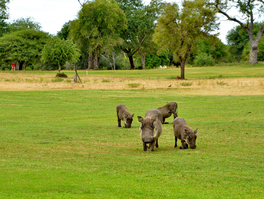 克鲁格国家公园高尔夫与丛林探险之旅1