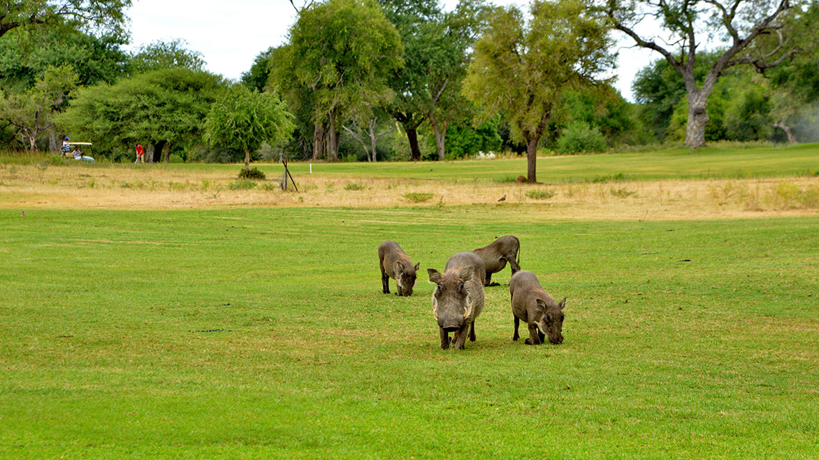 克鲁格国家公园高尔夫与丛林探险之旅