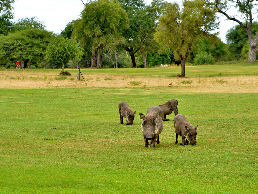克鲁格国家公园高尔夫与丛林探险之旅